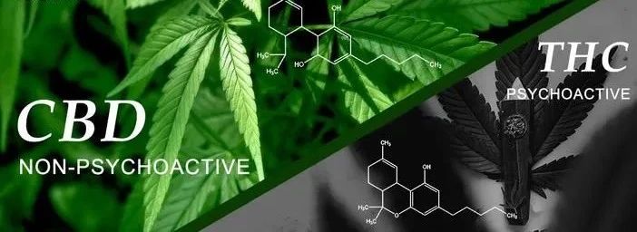 植物大麻素有效成分抗炎作用及其作用机制研究——中国现代医药杂志