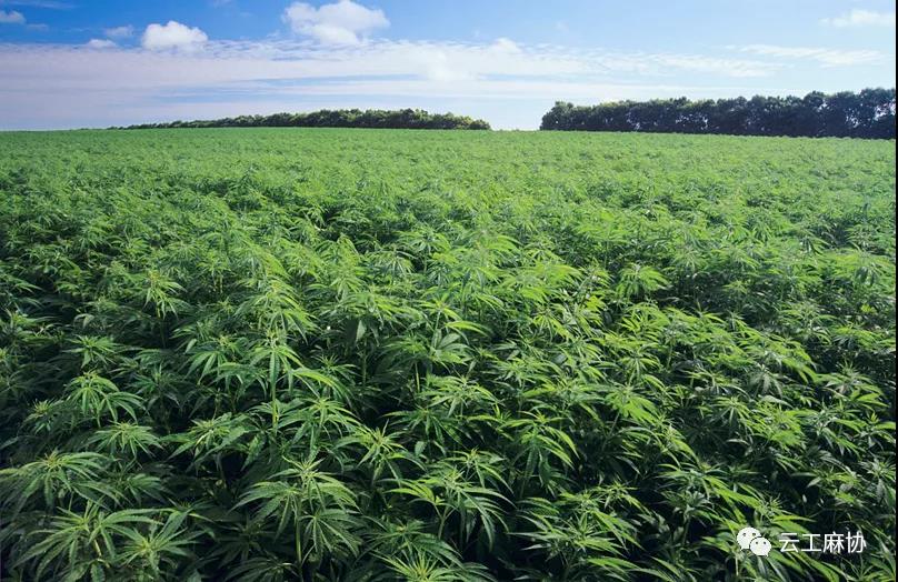 喜讯！云南新增11张工业大麻加工许可证