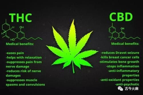 大麻产业：​中国CBD的出路在于医用