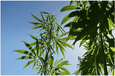 汉麻的种植
